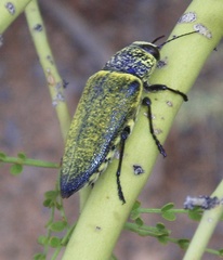 Gyascutus caelatus