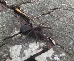 Anachemmis linsdalei