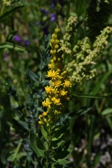 Solidago elongata