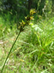 Carex spicata