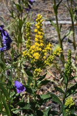 Solidago elongata