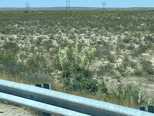 Yucca campestris