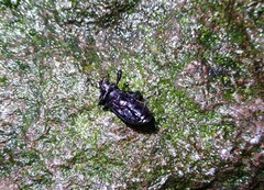 Derosphaerus exularis