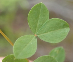 Indigofera erecta