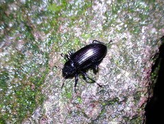 Derosphaerus exularis