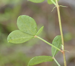 Indigofera erecta