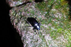 Derosphaerus exularis