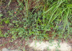 Indigofera sp12