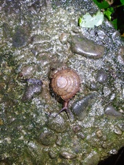 Plectotropis mackensii