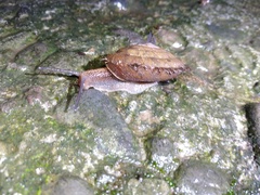 Plectotropis mackensii