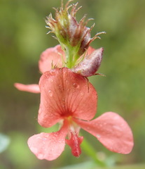 Indigofera sp12