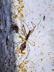 Epidaus