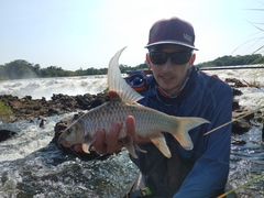 Upper Zambezi Yellowfish photo 1