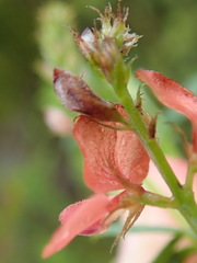 Indigofera sp12