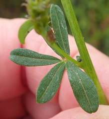 Indigofera sp12