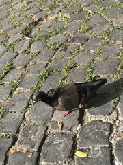 Columba livia domestica
