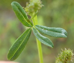 Indigofera sp12