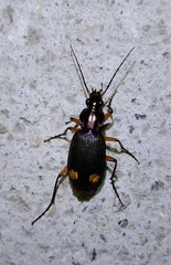 Chlaenius bioculatus