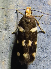 Fascista