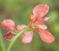 Indigofera sp12