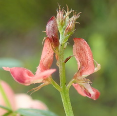 Indigofera sp12