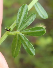 Indigofera sp12