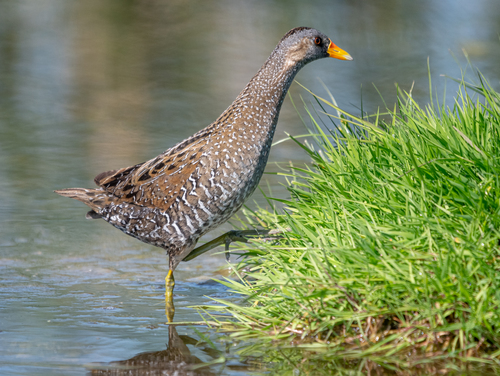 Foto de Spotted Crake