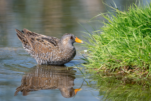 Foto de Spotted Crake