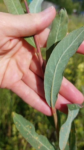Image of Salix arbutifolia by no rights reserved