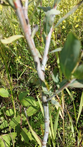 Image of Salix arbutifolia by no rights reserved