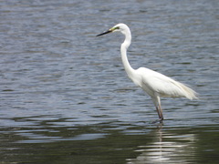 Ardea alba