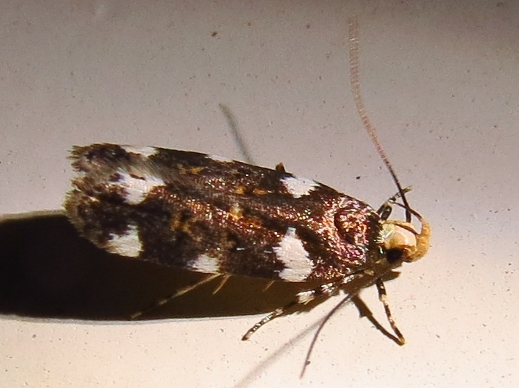 Redbud leaf-folder (Moths of Dallas/Fort Worth, Texas) · iNaturalist