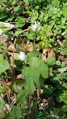 Jeffersonia diphylla