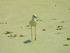 Himantopus himantopus