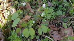 Jeffersonia diphylla