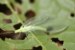 Chrysopidia ciliata