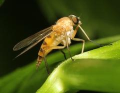 Rhagio hirtus