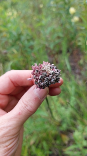 Image of Erect Chive (Allium strictum) by no rights reserved