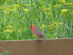 Cardinalis cardinalis