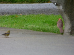 Cardinalis cardinalis