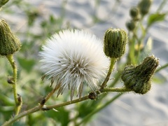 Sonchus arvensis — photo 2