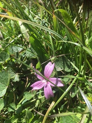 Sidalcea malviflora malviflora