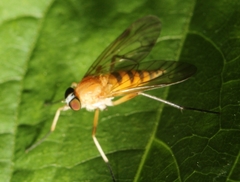 Rhagio hirtus
