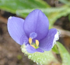 Aristea pusilla