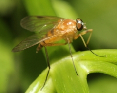Rhagio hirtus