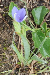 Aristea pusilla