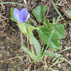 Aristea pusilla