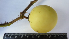 Solanum palinacanthum