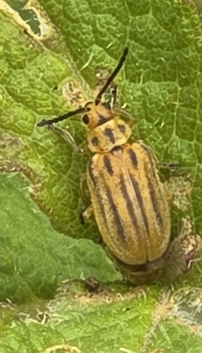 Boneset Leaf Beetle photo 4