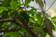 Psarisomus dalhousiae